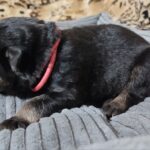 Zephyra-female-German-Shephard-puppy-for-sale-2