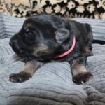 Zephyra-female-German-Shephard-puppy-for-sale-3