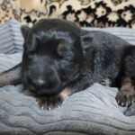 Zephyra-female-German-Shephard-puppy-for-sale-4