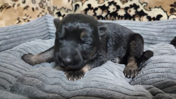 Zephyra German Shepherd Zephyra German Shepherd