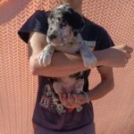 Zeus-male-Great-Dane-puppy-for-sale-1
