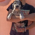 Zeus-male-Great-Dane-puppy-for-sale-2