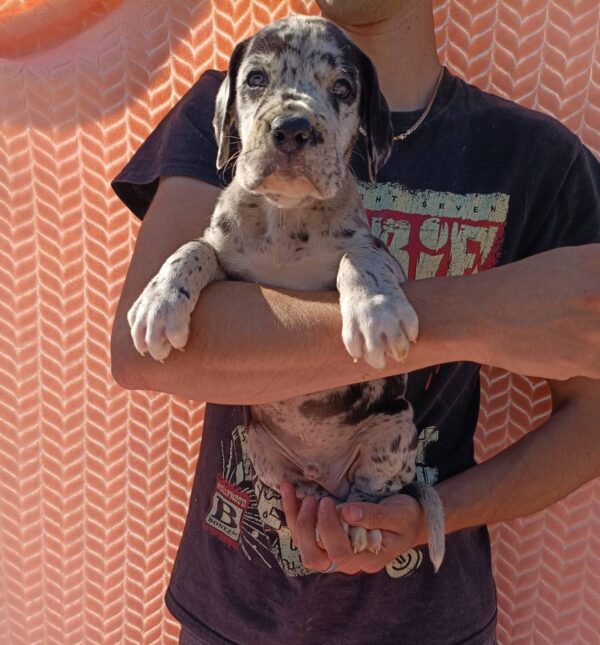 Zeus Great Dane Zeus Great Dane