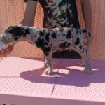Zeus-male-Great-Dane-puppy-for-sale-3