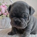 Zeus-male-french-bulldog-puppy-for-sale-1 (2)(1)(1)