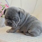 Zeus-male-french-bulldog-puppy-for-sale-1 (3)(1)
