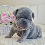 Zeus-male-french-bulldog-puppy-for-sale-1 (4)(1)