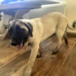 Zeyna-female-Kangal-puppy-for-sale-1