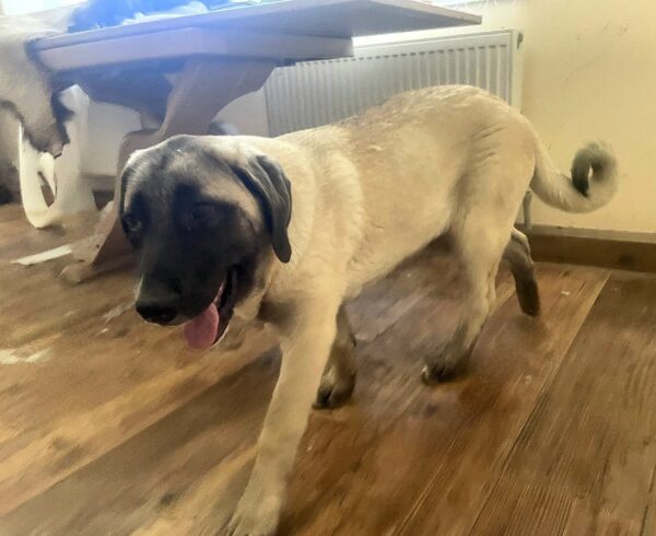 Zeyna Kangal Zeyna Kangal