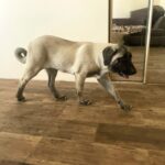 Zeyna-female-Kangal-puppy-for-sale-2