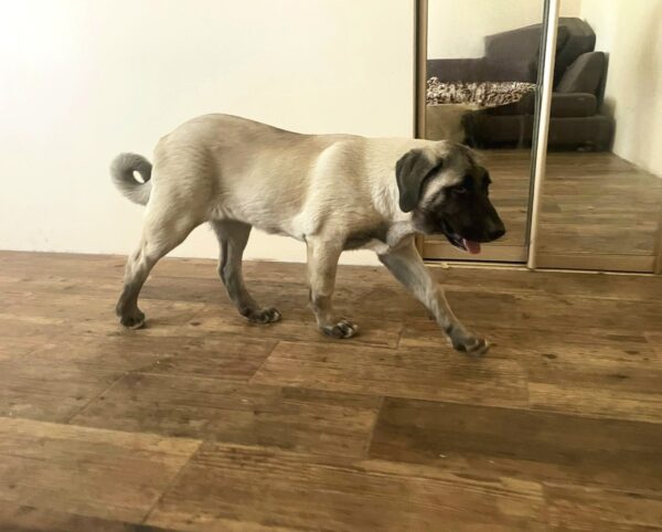 Zeyna Kangal Zeyna Kangal