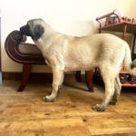 Zeyna-female-Kangal-puppy-for-sale-3