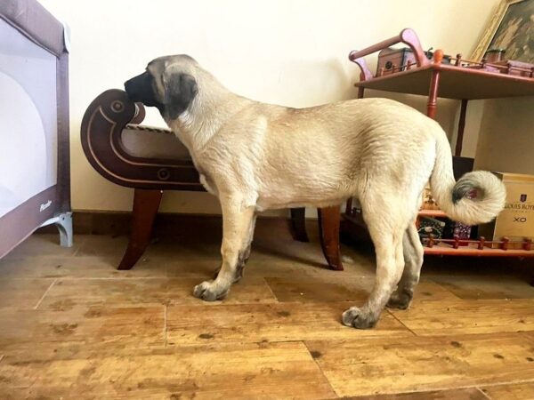 Zeyna Kangal Zeyna Kangal