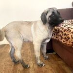 Zeyna-female-Kangal-puppy-for-sale-4