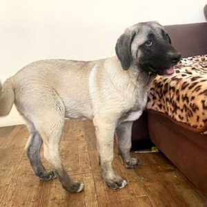 Zeyna Kangal Zeyna Kangal