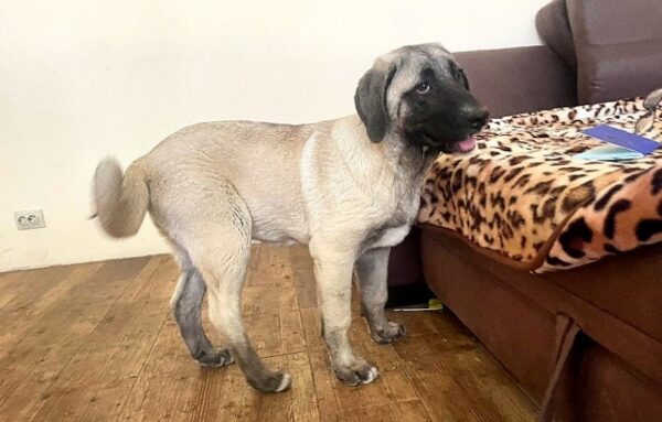 Zeyna Kangal Zeyna Kangal