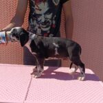 Ziana-female-Great-Dane-puppy-for-sale-1