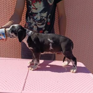 Ziana Great Dane Ziana Great Dane
