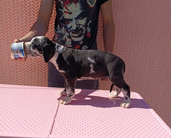 Ziana Great Dane Ziana Great Dane