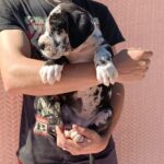 Ziana-female-Great-Dane-puppy-for-sale-2