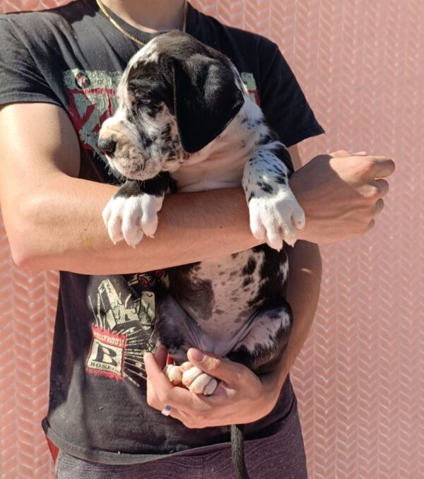 Ziana Great Dane Ziana Great Dane