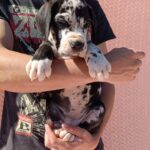 Ziana-female-Great-Dane-puppy-for-sale-3
