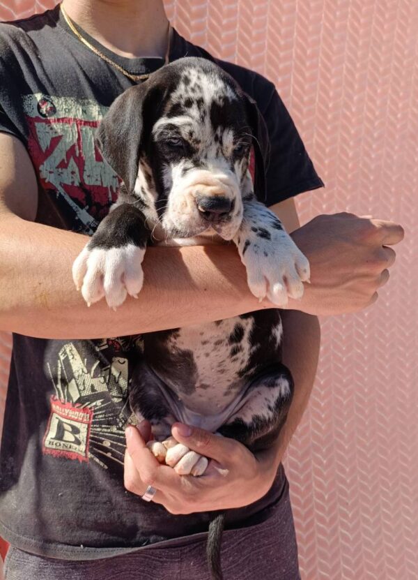 Ziana Great Dane Ziana Great Dane