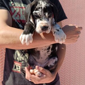 Ziana Great Dane Ziana Great Dane
