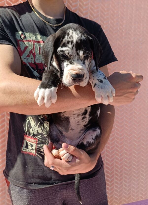 Ziana Great Dane Ziana Great Dane
