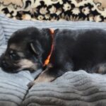 Zolda-female-German-Shephard-puppy-for-sale-1