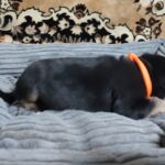 Zolda-female-German-Shephard-puppy-for-sale-2