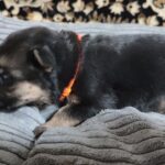 Zolda-female-German-Shephard-puppy-for-sale-3