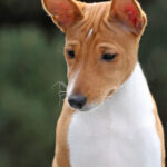 Zolly-female-Basenji-puppy-for-sale-1