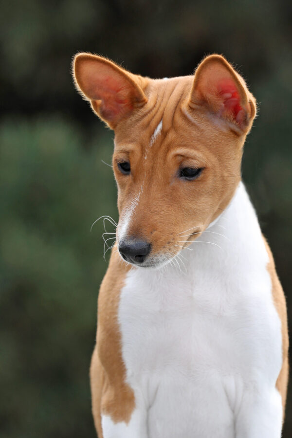 Zolly Basenji Zolly Basenji