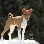 Zolly-female-Basenji-puppy-for-sale-2