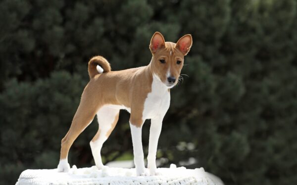 Zolly Basenji Zolly Basenji