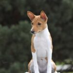 Zolly-female-Basenji-puppy-for-sale-3