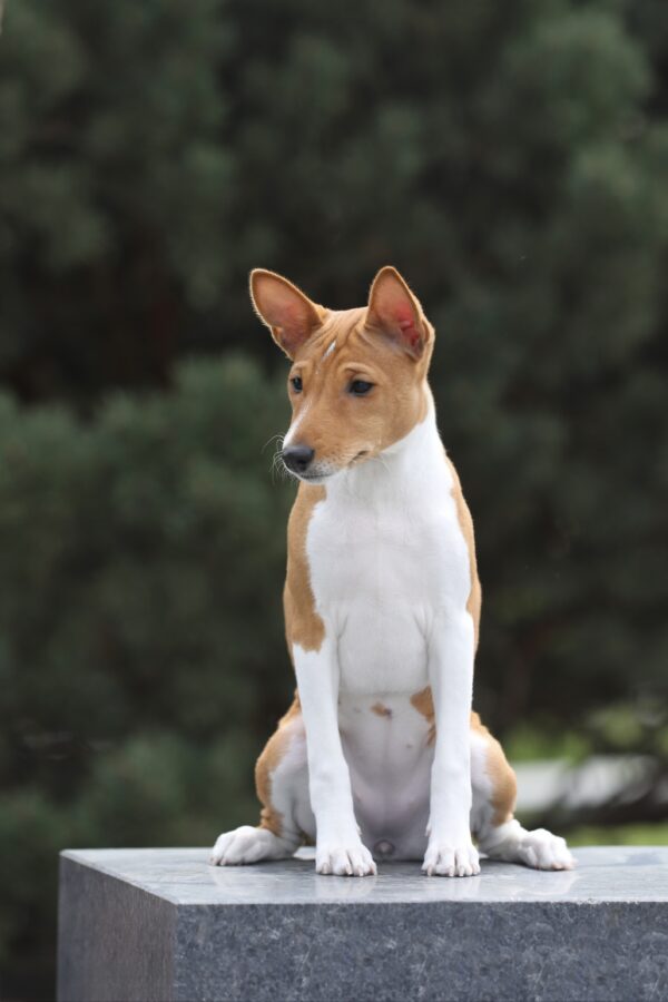 Zolly Basenji Zolly Basenji