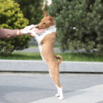 Zolly-female-Basenji-puppy-for-sale-4