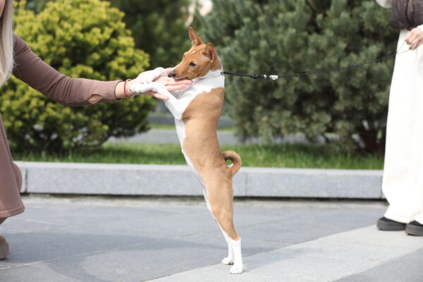 Zolly Basenji Zolly Basenji