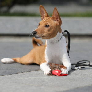 Zolly Basenji Zolly Basenji