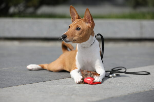 Zolly Basenji Zolly Basenji