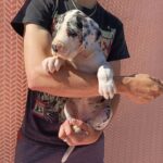 Zoltaro-male-Great-Dane-puppy-for-sale-1