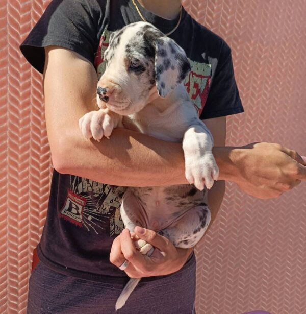 Zoltaro Great Dane Zoltaro Great Dane