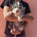 Zoltaro-male-Great-Dane-puppy-for-sale-2