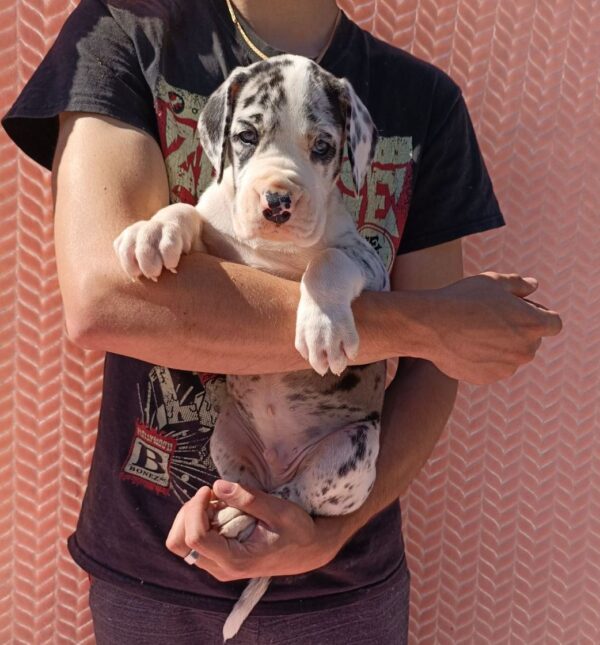 Zoltaro Great Dane Zoltaro Great Dane