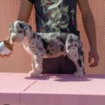 Zoltaro-male-Great-Dane-puppy-for-sale-3