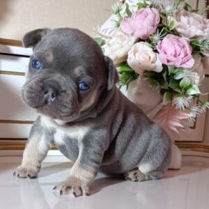 Zoran French Bulldog Zoran French Bulldog