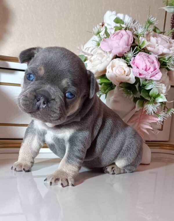 Zoran French Bulldog Zoran French Bulldog
