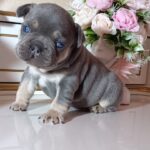 Zoran-male-french-bulldog-puppy-for-sale-1 (2)